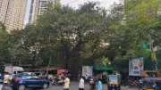 Thane civic body faces backlash over plan to remove 100-year-old banyan tree
