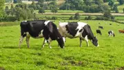 The Curious Case of the Cow Compass: Do Cows Sense Earth's Magnetic Field?