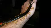 The Giant Amazonian Centipede: A Real-Life Horror Creature