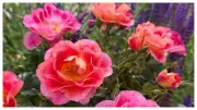 The One Show Unveils Special 20th Anniversary Rose at Chelsea Flower Show