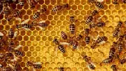 The Silent War on Bees: A Threat to Agriculture and Ecosystems