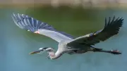 These Birds Hunt the World's Deadliest Snakes: Nature's Apex Predators