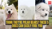 Think They're Polar Bears? These 5 Dog Breeds Can Easily Fool You