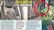 Tiger Cub Rescued from Well Reunited with Mother in Nagpur Forest