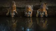 Tiger Triumph and the Fragile Truth: NTCA's Deadline Risk