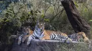 Tigers in Core Zones Show Higher Stress from Human Disturbance: Study