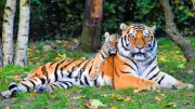 Tigers' Territorial Marking: Scent, Scratches, and Roars in the Wild