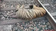 Tigress Dies After Being Hit by Train in Chandrapur District