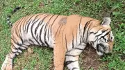 Tigress Killed in Train Accident in Maharashtra's Chandrapur