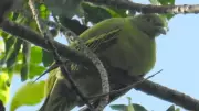 Timor Green Pigeon Faces Extinction: Only 500 Left in the Wild