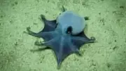 Tiny Blue Octopus Identified as New Species in Galapagos Deep Waters
