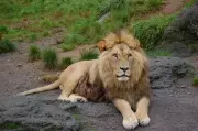 Tiny Ticks Threaten Lions: Parasite Danger in Gir Forest