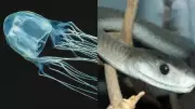 Top 6 Creatures as Venomous as the Inland Taipan Snake