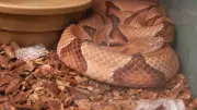 Top US National Parks for Snake Spotting Enthusiasts