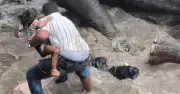 Tourist Crushed to Death as Two Elephants Clash at Dubare Camp