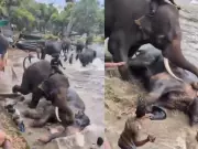 Tourist dies after being trapped under elephant during fight at Karnataka camp