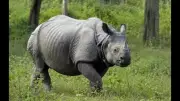 Tourists Thrilled by Close Rhino Sighting at Valmiki Tiger Reserve in Bihar