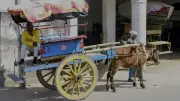 Traditional Tongas Gain Popularity in Jammu Border Belt Amid Fuel Conservation Push
