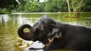 Tragedy at Dubare Elephant Camp: Tourist Killed in Elephant Fight