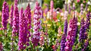 Transform Your Garden Border with Tall Perennials for Stunning Curb Appeal
