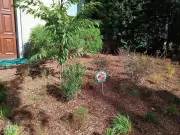 Transform Your Pollinator Garden from Mess to Masterpiece with Expert Design Tips