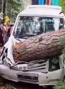 Tree Crashes Onto Tourist Vehicle in Kullu, No Injuries Reported