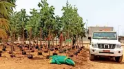 Tree Plantation Begins Along Mumbai Coastal Road Open Spaces