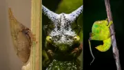 Treehoppers: Tiny Insects That Make Dinosaur-Like Sounds
