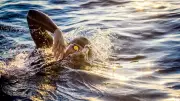 Triathlon: The Ultimate Test of Human Endurance and Pain Management
