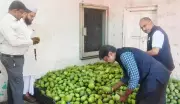 Trichy Food Safety Drive: 5 Shops Violate Norms, 30kg Spoiled Fruits Seized