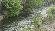 Tusker 'Chillikomban' Drowns in Canal at Anamalai Tiger Reserve