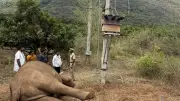 Tusker Electrocuted by High-Tension Wire in Coimbatore Garden