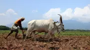 Twin Crises Threaten India's Farm Economy, Warns Editorial