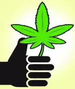 Two Arrested with Ganja in Thiruvananthapuram, Third Held in Separate Case