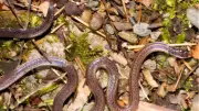 Two-Headed Illusion Snake Discovered in South China's Biodiverse Forests