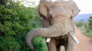 Two Killed in Elephant Attacks in Kerala, Death Toll Reaches Six in Four Months