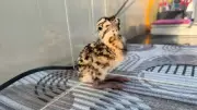 Two More Great Indian Bustard Chicks Born in Jaisalmer, Total Reaches 86
