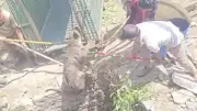 Two-Year-Old Asiatic Lion Rescued from 40-Foot Well in Gujarat's Amreli