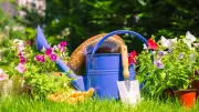 UK Garden Rules: 7 Surprising Things You Cannot Do in Your Garden