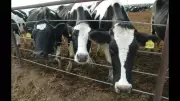 UK Intensive Dairy Farms Double in Decade Amid Financial and Welfare Concerns