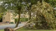 UK Law on Cutting Neighbour's Overhanging Tree Branches: What You Must Know