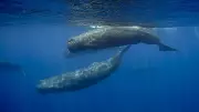 Underwater Robot Tracks Sperm Whale Conversations in Real Time