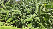 Unseasonal Rain, Hail Damage Crops in Uttarakhand, Farmers Worry