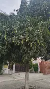Unseasonal Storms Destroy 30% Mango Crop in Bijnor and Amroha