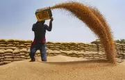 UP Govt Procures 6.10 Lakh MT Wheat, Pays Rs 1,318 Crore to Farmers