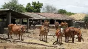 UP Teachers Ordered to Procure 100 Quintals of Chaff for Stray Cattle or Face Action