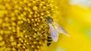 US bee lab closure threatens beekeepers battling mite crisis