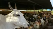 Uttar Pradesh Muslim Groups Seek National Animal Status for Cow Before Bakrid