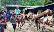 Uttarakhand SOP Caps Horses, Mules on Pilgrim Routes for Welfare