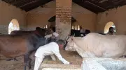 Varanasi Jail's Cow Sanctuary: Inmates Find Redemption Through Service